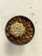 Lophophora williamsii 4-5 cm 9 years old seed ownroot flower seedling ロフォフォラ　烏羽玉　仔吹き　サボテン