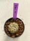 Lophophora williamsii 4-5 cm 9 years old seed ownroot flower seedling ロフォフォラ　烏羽玉　仔吹き　サボテン