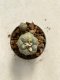 Lophophora williamsii variegated 4-5 cm 9 years old seed ownroot flower seedling ロフォフォラ　烏羽玉　仔吹き　サボテン