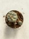 Lophophora williamsii variegated 4-5 cm 9 years old seed ownroot flower seedling ロフォフォラ　烏羽玉　仔吹き　サボテン