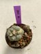 Lophophora williamsii variegated 4-5 cm 9 years old seed ownroot flower seedling ロフォフォラ　烏羽玉　仔吹き　サボテン