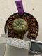 Lophophora williamsii 4-5 cm 9 years old seed ownroot flower seedling ロフォフォラ　烏羽玉　仔吹き　サボテン