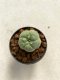 Lophophora williamsii 4-5 cm 9 years old seed ownroot flower seedling ロフォフォラ　烏羽玉　仔吹き　サボテン