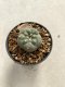 Lophophora williamsii 4-5 cm 9 years old seed ownroot flower seedling ロフォフォラ　烏羽玉　仔吹き　サボテン