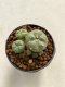 Lophophora williamsii 4-5 cm 9 years old seed ownroot flower seedling ロフォフォラ　烏羽玉　仔吹き　サボテン