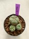 Lophophora williamsii 4-5 cm 9 years old seed ownroot flower seedling ロフォフォラ　烏羽玉　仔吹き　サボテン