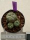 Lophophora williamsii 4-5 cm 9 years old seed ownroot flower seedling ロフォフォラ　烏羽玉　仔吹き　サボテン