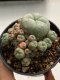 Lophophora williamsii variegated 4-5 cm 9 years old seed ownroot flower seedling ロフォフォラ　烏羽玉　仔吹き　サボテン