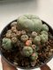 Lophophora williamsii variegated 4-5 cm 9 years old seed ownroot flower seedling ロフォフォラ　烏羽玉　仔吹き　サボテン