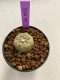 Lophophora williamsii 4-5 cm 9 years old seed ownroot flower seedling ロフォフォラ　烏羽玉　仔吹き　サボテン