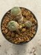 Lophophora williamsii 4-5 cm 9 years old seed ownroot flower seedling ロフォフォラ　烏羽玉　仔吹き　サボテン