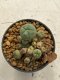 Lophophora williamsii 4-5 cm 9 years old seed ownroot flower seedling ロフォフォラ　烏羽玉　仔吹き　サボテン