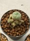 Lophophora williamsii 4-5 cm 9 years old seed ownroot flower seedling ロフォフォラ　烏羽玉　仔吹き　サボテン