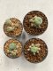 Lophophora williamsii 4-5 cm 9 years old seed ownroot flower seedling ロフォフォラ　烏羽玉　仔吹き　サボテン