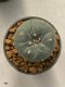 Lophophora williamsii 4-5 cm 9 years old seed ownroot flower seedling ロフォフォラ　烏羽玉　仔吹き　サボテン