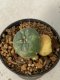 Lophophora williamsii variegated 4-5 cm 9 years old seed ownroot flower seedling ロフォフォラ　烏羽玉　仔吹き　サボテン