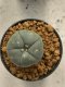 Lophophora williamsii 4-5 cm 9 years old seed ownroot flower seedling ロフォフォラ　烏羽玉　仔吹き　サボテン