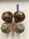 Lophophora williamsii 4-5 cm 9 years old seed ownroot flower seedling ロフォフォラ　烏羽玉　仔吹き　サボテン