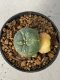 Lophophora williamsii variegated 4-5 cm 9 years old seed ownroot flower seedling ロフォフォラ　烏羽玉　仔吹き　サボテン