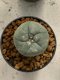 Lophophora williamsii 4-5 cm 9 years old seed ownroot flower seedling ロフォフォラ　烏羽玉　仔吹き　サボテン