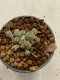 Lophophora williamsii 4-5 cm 9 years old seed ownroot flower seedling ロフォフォラ　烏羽玉　仔吹き　サボテン