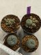 Lophophora williamsii 4-5 cm 9 years old seed ownroot flower seedling ロフォフォラ　烏羽玉　仔吹き　サボテン