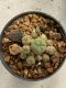 Lophophora williamsii 4-5 cm 9 years old seed ownroot flower seedling ロフォフォラ　烏羽玉　仔吹き　サボテン