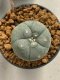 Lophophora williamsii 4-5 cm 9 years old seed ownroot flower seedling ロフォフォラ　烏羽玉　仔吹き　サボテン