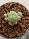 Lophophora williamsii 4-5 cm 9 years old seed ownroot flower seedling ロフォフォラ　烏羽玉　仔吹き　サボテン