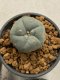 Lophophora williamsii 4-5 cm 9 years old seed ownroot flower seedling ロフォフォラ　烏羽玉　仔吹き　サボテン