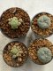 Lophophora williamsii 4-5 cm 9 years old seed ownroot flower seedling ロフォフォラ　烏羽玉　仔吹き　サボテン