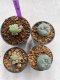 Lophophora williamsii 4-5 cm 9 years old seed ownroot flower seedling ロフォフォラ　烏羽玉　仔吹き　サボテン