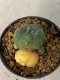 Lophophora williamsii variegated 4-5 cm 9 years old seed ownroot flower seedling ロフォフォラ　烏羽玉　仔吹き　サボテン