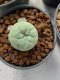 Lophophora williamsii 4-5 cm 9 years old seed ownroot flower seedling ロフォフォラ　烏羽玉　仔吹き　サボテン