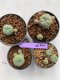 Lophophora williamsii 4-5 cm 9 years old seed ownroot flower seedling ロフォフォラ　烏羽玉　仔吹き　サボテン