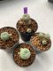 Lophophora williamsii 4-5 cm 9 years old seed ownroot flower seedling ロフォフォラ　烏羽玉　仔吹き　サボテン