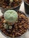 Lophophora williamsii 4-5 cm 9 years old seed ownroot flower seedling ロフォフォラ　烏羽玉　仔吹き　サボテン