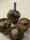 Lophophora williamsii 4-5 cm 9 years old seed ownroot flower seedling ロフォフォラ　烏羽玉　仔吹き　サボテン