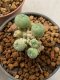 Lophophora williamsii 4-5 cm 9 years old seed ownroot flower seedling ロフォフォラ　烏羽玉　仔吹き　サボテン