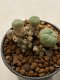 Lophophora williamsii 4-5 cm 9 years old seed ownroot flower seedling ロフォフォラ　烏羽玉　仔吹き　サボテン