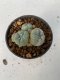 Lophophora williamsii 4-5 cm 9 years old seed ownroot flower seedling ロフォフォラ　烏羽玉　仔吹き　サボテン