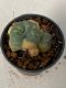 Lophophora williamsii variegated 4-5 cm 9 years old seed ownroot flower seedling ロフォフォラ　烏羽玉　仔吹き　サボテン