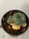 Lophophora williamsii variegated 4-5 cm 9 years old seed ownroot flower seedling ロフォフォラ　烏羽玉　仔吹き　サボテン