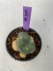 Lophophora williamsii variegated 4-5 cm 9 years old seed ownroot flower seedling ロフォフォラ　烏羽玉　仔吹き　サボテン