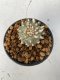 Lophophora williamsii 4-5 cm 9 years old seed ownroot flower seedling ロフォフォラ　烏羽玉　仔吹き　サボテン