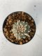 Lophophora williamsii 4-5 cm 9 years old seed ownroot flower seedling ロフォフォラ　烏羽玉　仔吹き　サボテン