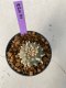 Lophophora williamsii 4-5 cm 9 years old seed ownroot flower seedling ロフォフォラ　烏羽玉　仔吹き　サボテン