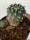 Lophophora williamsii 4-5 cm 9 years old seed ownroot flower seedling ロフォフォラ　烏羽玉　仔吹き　サボテン