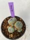 Lophophora williamsii 4-5 cm 9 years old seed ownroot flower seedling ロフォフォラ　烏羽玉　仔吹き　サボテン