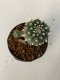 Lophophora williamsii 4-5 cm 9 years old seed ownroot flower seedling ロフォフォラ　烏羽玉　仔吹き　サボテン